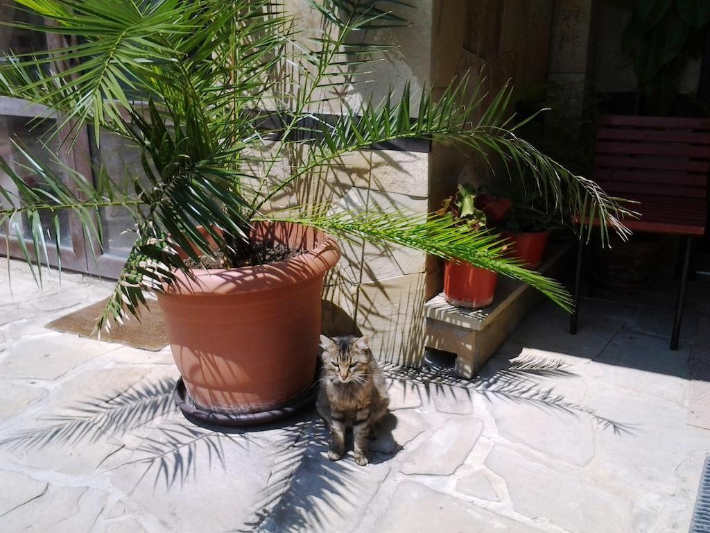 Guest House Yanina Βάρνα Εξωτερικό φωτογραφία